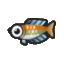 Rainbowfish ACNH.png