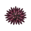 Sea urchin.png