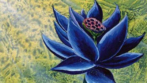 A black lotus in a green field, with light streaming in from the upper right corner.