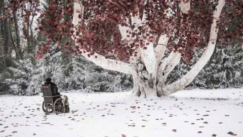 Netflix and Game of Thrones creators’ next series is an award-winning book about trees