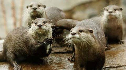 Twitch’s newest hot tub streamers are adorable otters