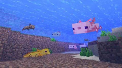 Axolotls are the real star of the latest Minecraft update