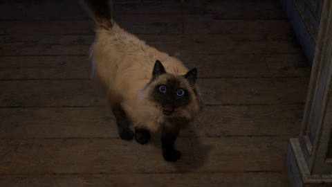 Square Enix assures us that the cute cat from Forspoken isn’t starving