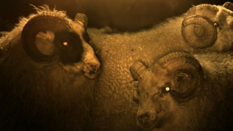 a bunch of sheep with eerie yellow eyes just chilling