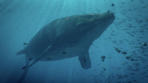 A Mosasaur swimming through a school of fish