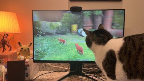 Pets are freaking out over their owners playing Stray, and I love it