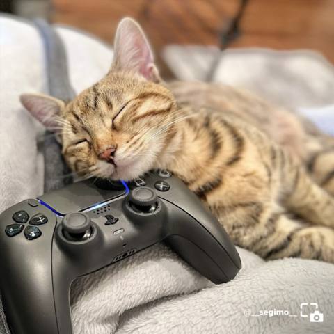 Share of the Week: Gamer Cats