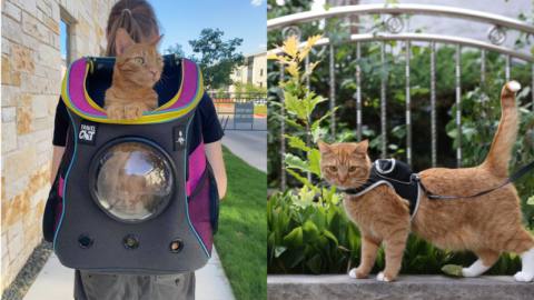 These Stray-Branded Accessories Let You Transport Your Cat With Futuristic Flair