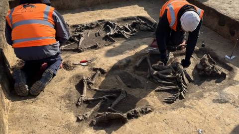 Archaeologists excavate the approximately 5,000-year-old burial of a man and two cattle.