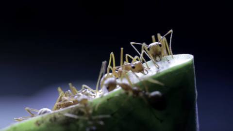 Weaver ants on a leaf