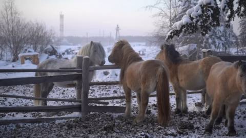 A bunch of horses in snowy Siberia