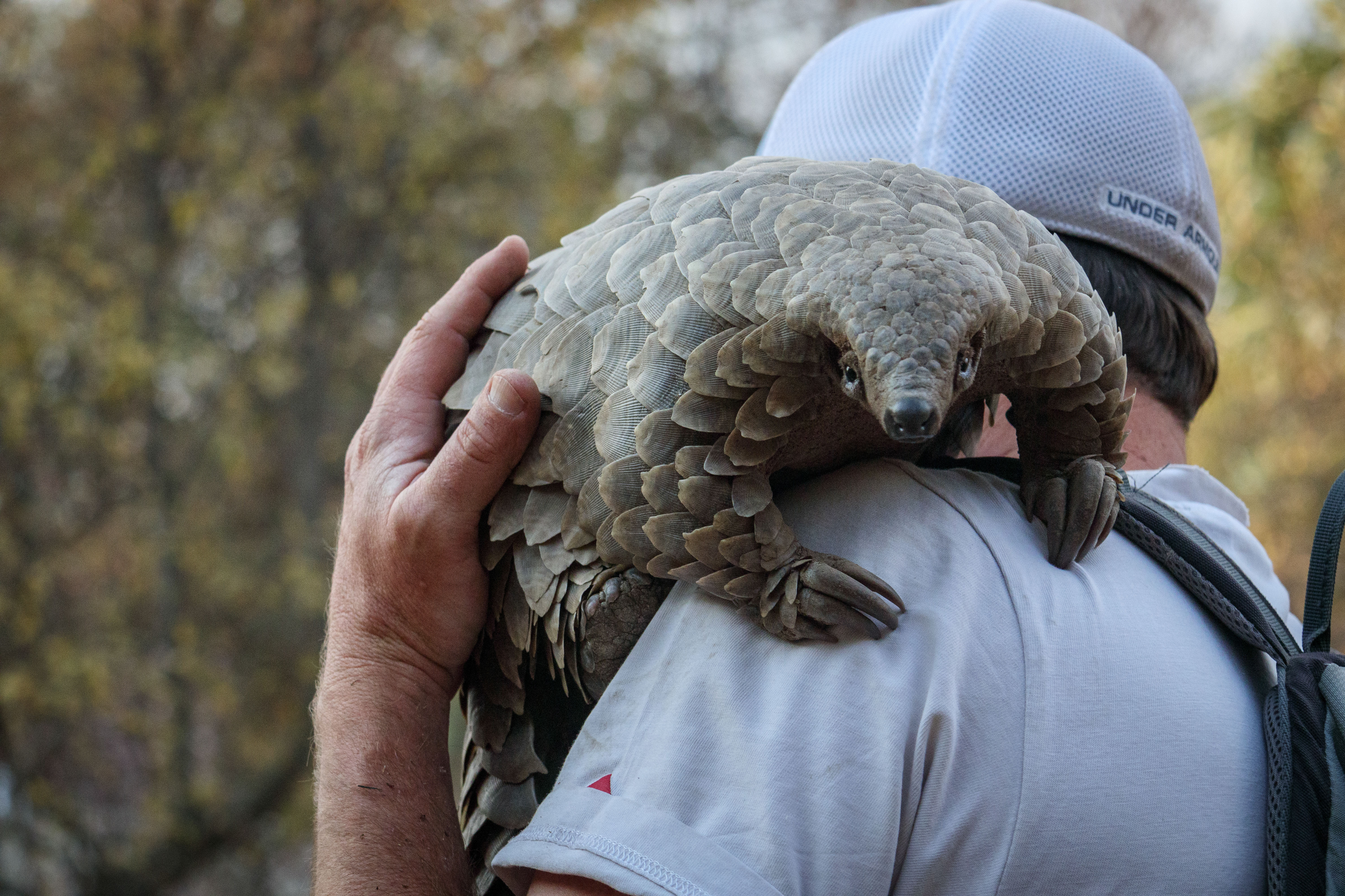 A pangolin resting on the shoulder of a man wearing a hat. A pangolin resting on the shoulder of a man wearing a hat.