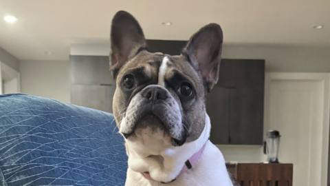 AI software company Graphite says it practices ‘dogfooding’ and ‘onboarding roulette’ by deleting employee accounts at random