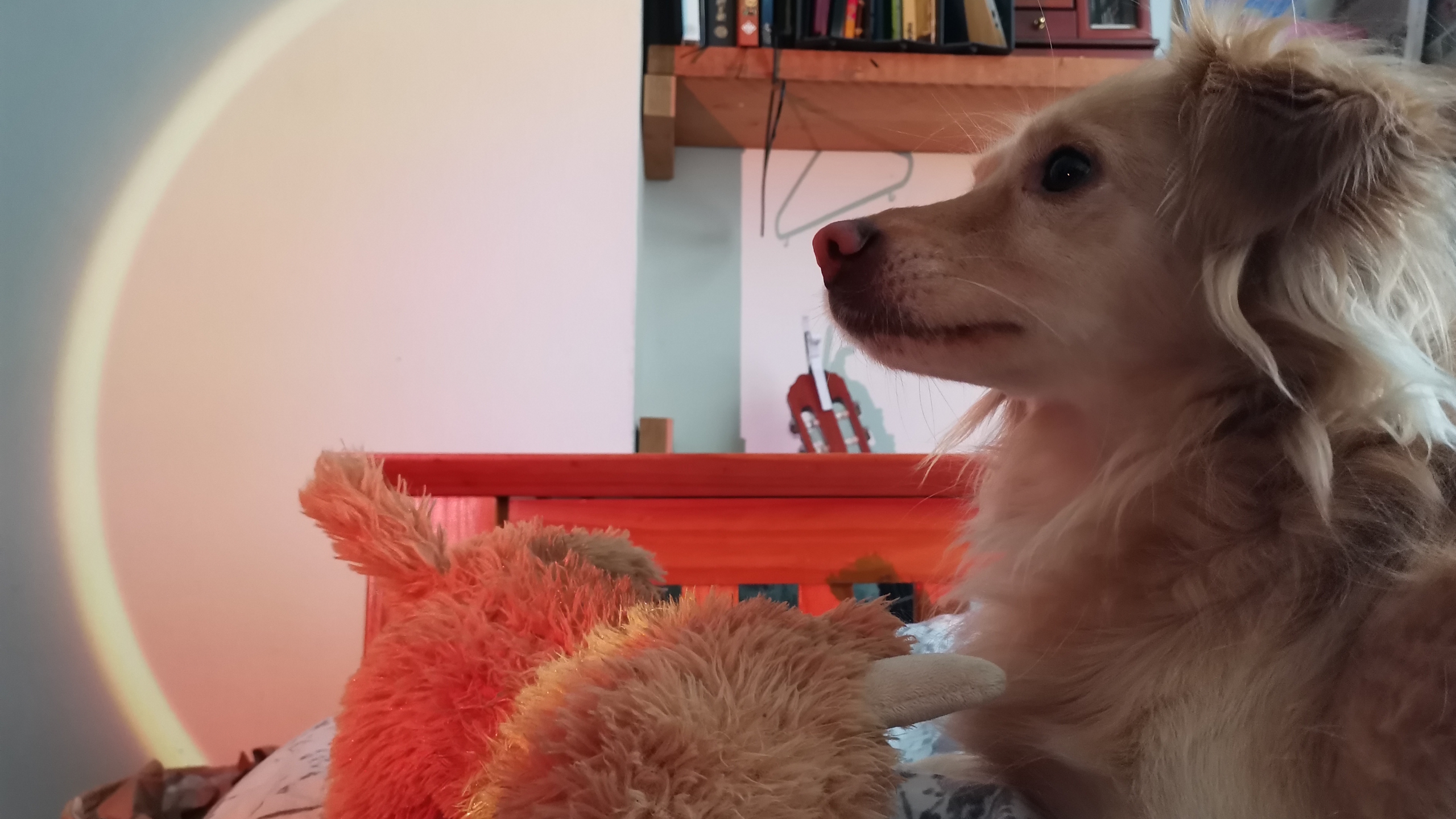 The XGIMI MoGo 4 Laser projector set-up with various accessories.