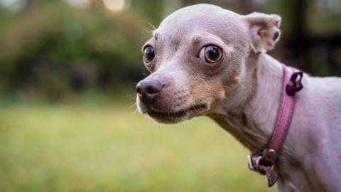 What we’ve been playing – “Help me, someone, please, I have pets to feed”