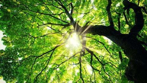 What we’ve been playing – “I started with maple trees behind the bank”