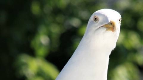 What we’ve been playing – “like a seagull by a bin, I decided to have a peck”