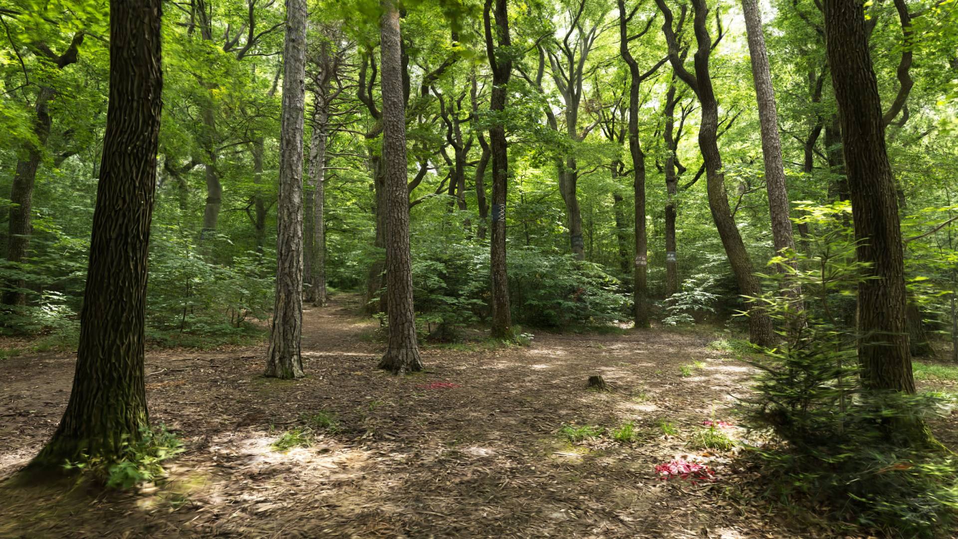 A lush green forest (rendered as a Gaussian splat).