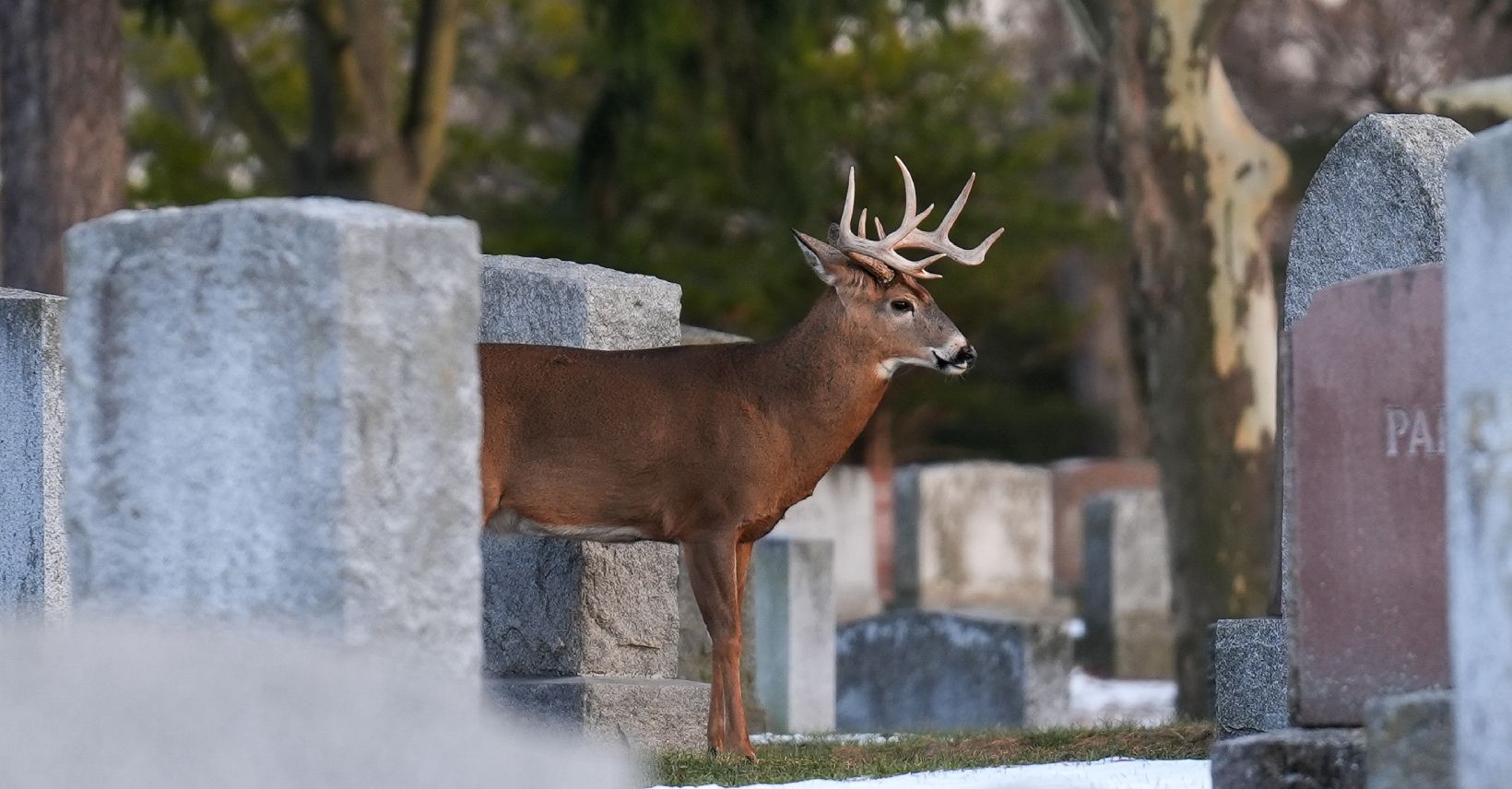 A deer walks between tombstones at Park Lawn Cemetery in Toronto, Ontario on Christmas Day, December 25, 2025.